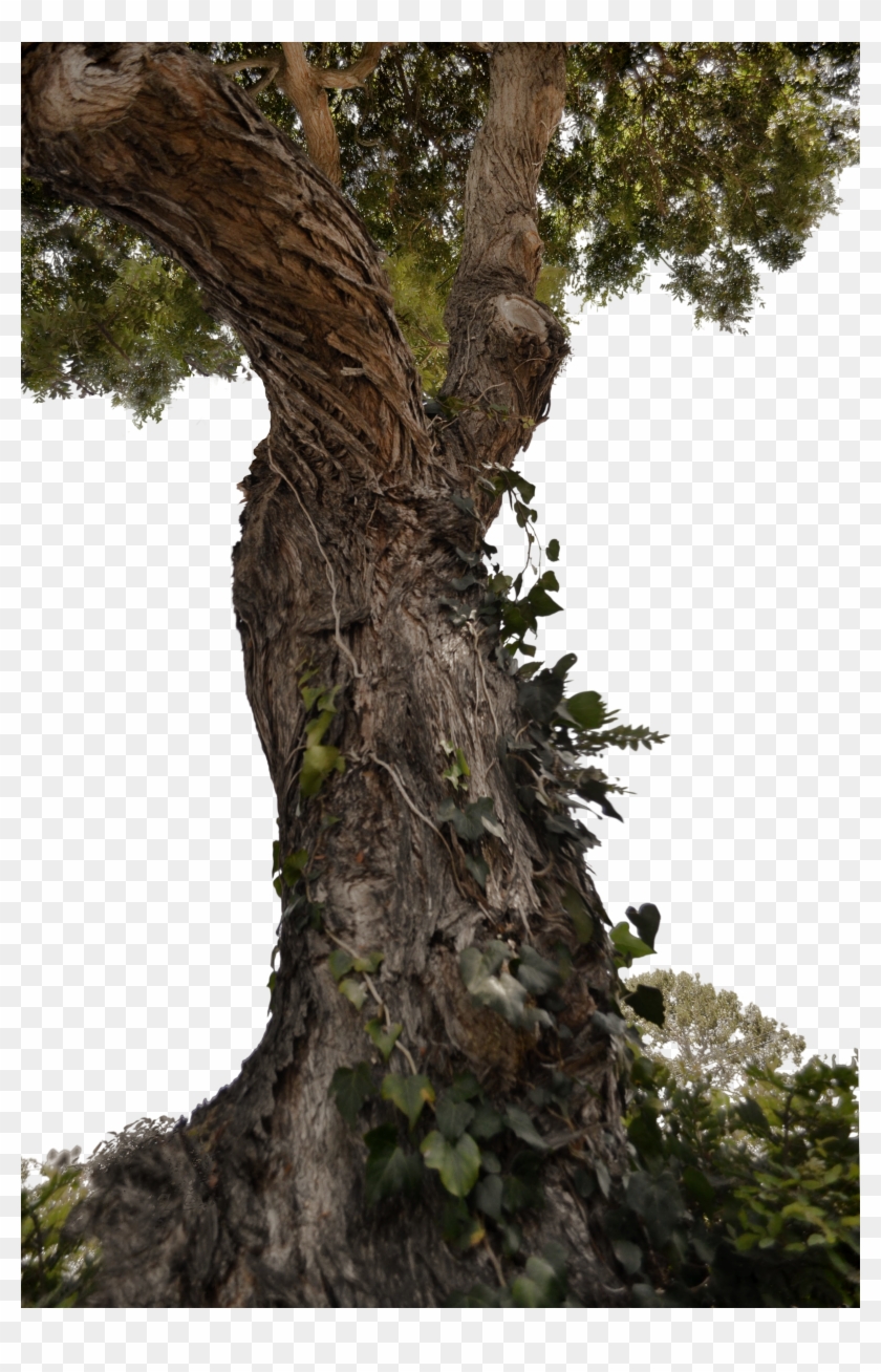 Tree Trunk Png Clipart #1049416