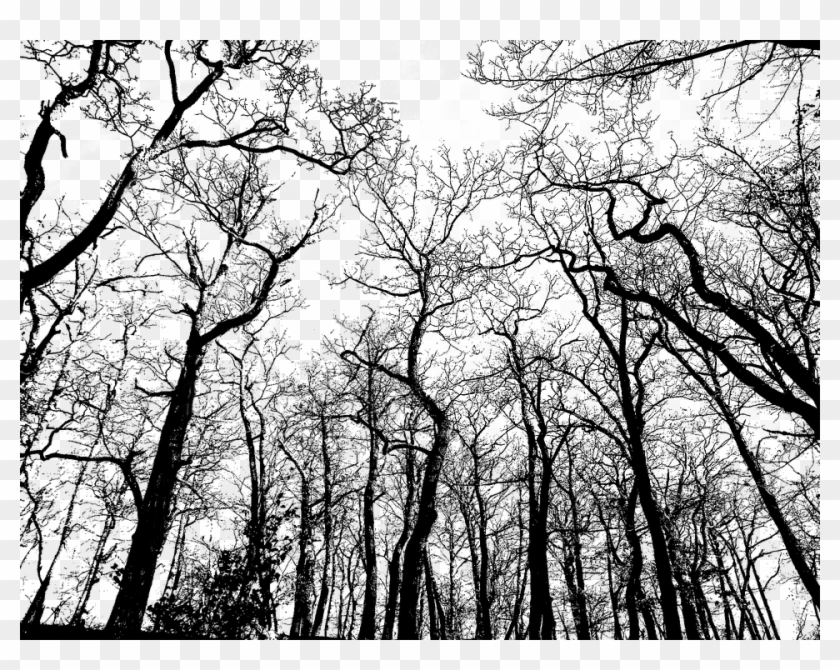 Framed Art For Your Wall Transparent Background Background - Forest Transparent Background Clipart