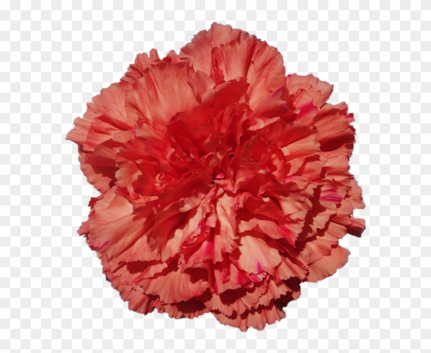 Orange Hermes - Carnation - Carnation Clipart #1049635