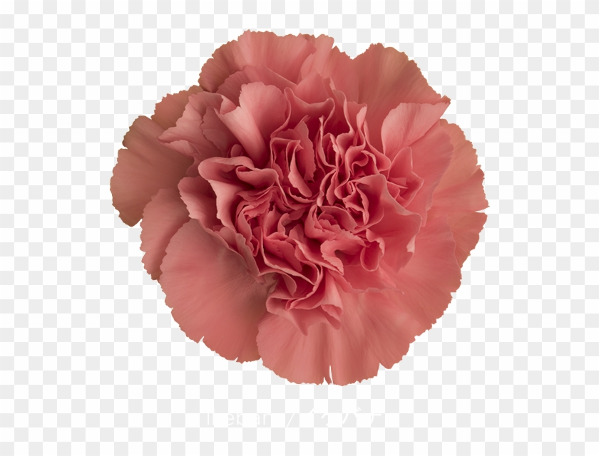 Colibri Flowers Carnation Ikebana, Grower Of Carnations, - Carnation Ikebana Clipart