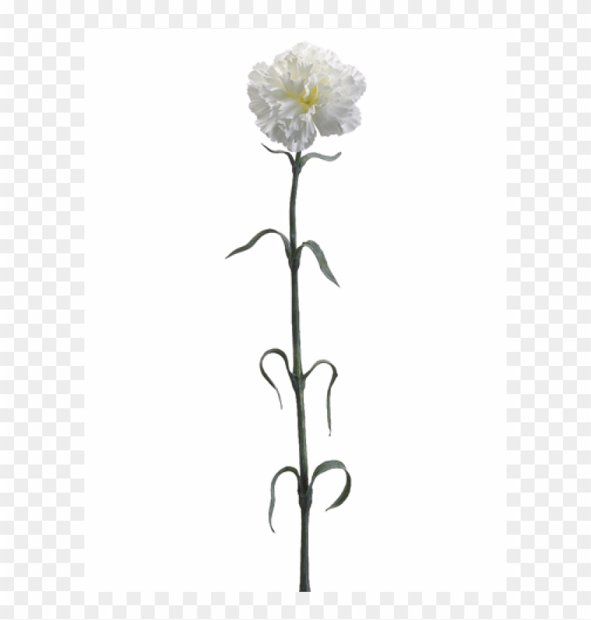 27" Carnation Spray X1 Cream - Artificial Flower Clipart #1049922