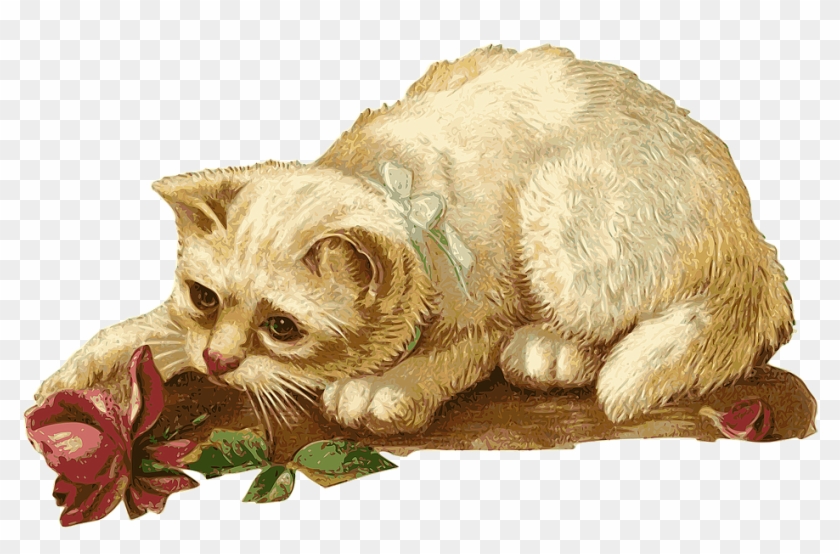 Cat, Kitten, Rosa, Flower, Animal, Pet, Vintage - Cat Vintage Png Clipart