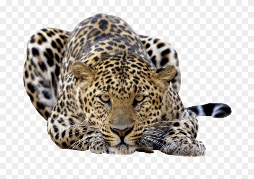 Free Png Jaguar Photo Png Images Transparent - Leopard Png Clipart #1050061