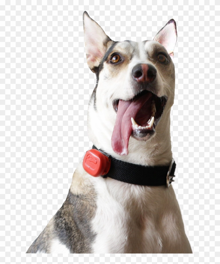 A Smart Location & Fitness Tracker For Your Dog - Dog Yawns Clipart #1050698