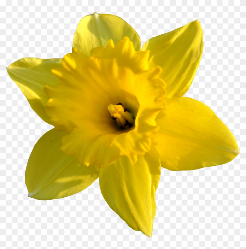 Daffodil Png High-quality Image - Transparent Background Daffodil Png Clipart #1050877