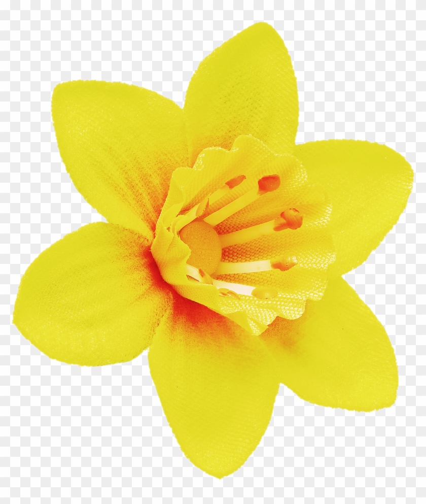 Lily Clipart #1050915