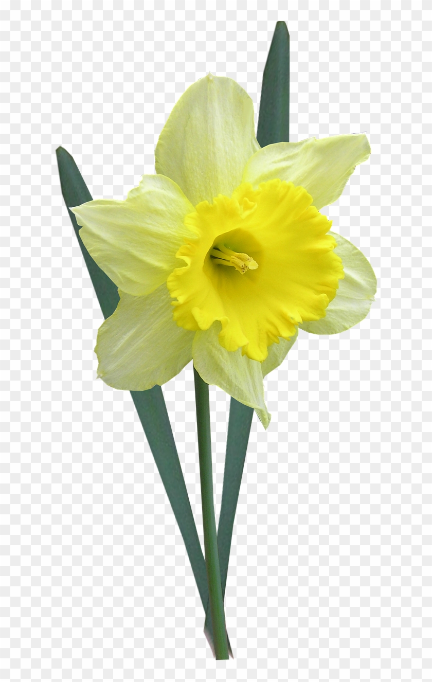 Daffodil With Leaves Stem - Påskelilje Png Clipart
