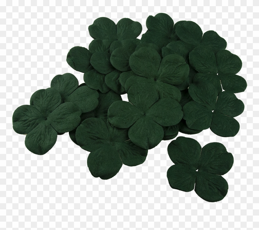 50 Fern Green Hydrangea Blooms - Wood Sorrel Family Clipart