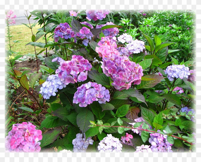 Wild Things Grow - Hydrangea Serrata Clipart #1052479