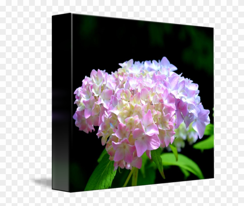 Morning Whisper Hydrangea - Hydrangea Clipart