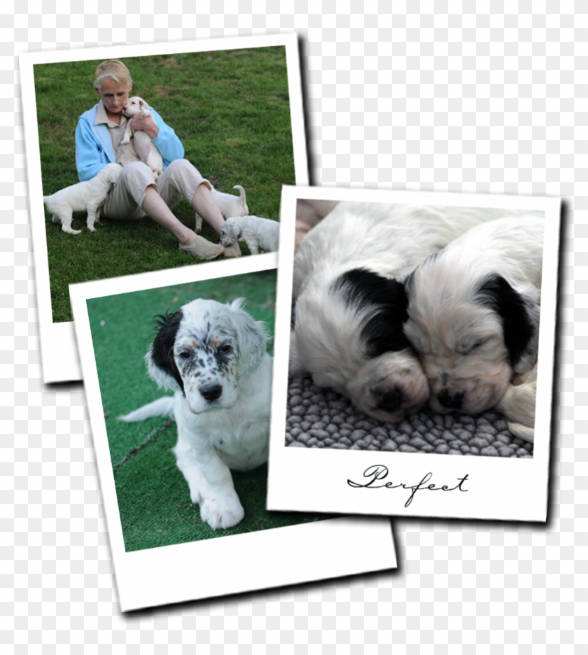 Morkie Clipart #1053536