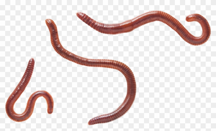 Eisenia Fetida Clipart #1055736