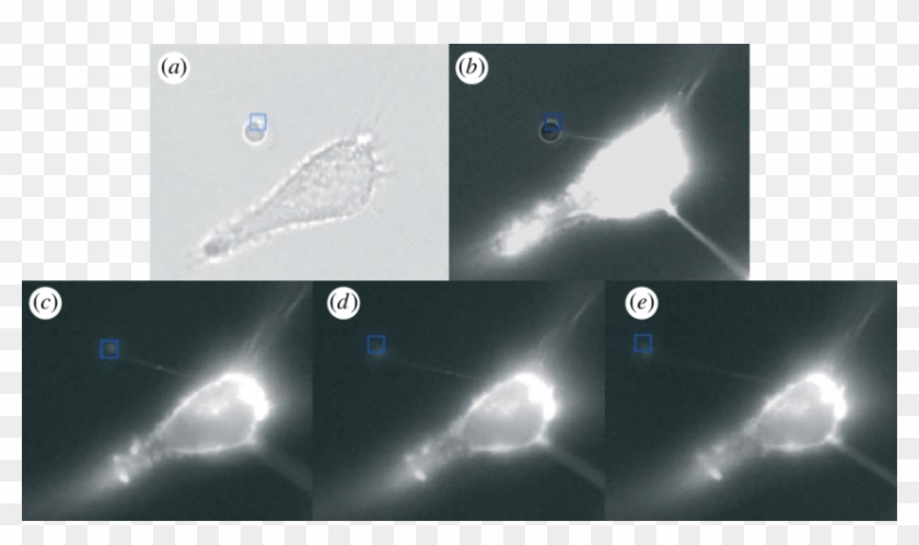 A Bright Field Image Of An Sdm (blue Square) After - Astronomy Clipart #1055816