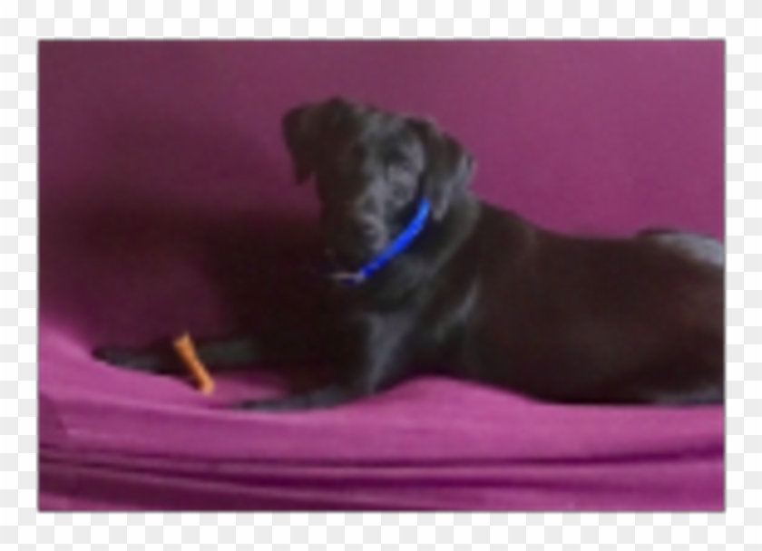 Y-farms Bob The Builder - Guard Dog Clipart