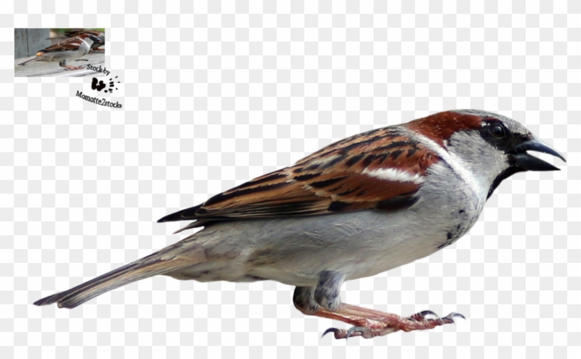 Download Sparrow Png Transparent Images Transparent - House Sparrow Clipart #1057863