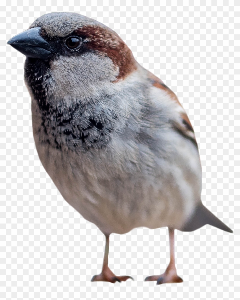 Sparrow Clipart Transparent Background - Sparrows Png #1057933