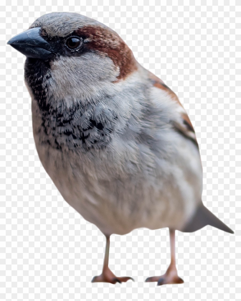 sparrow clipart transparent background sparrows png 1057933 pikpng sparrow clipart transparent background