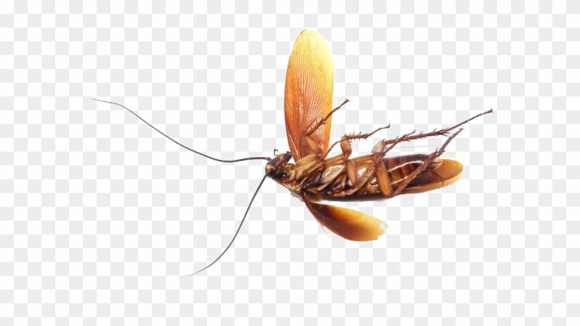 Bed Bug Png Photo - Mosquito Clipart #1058300