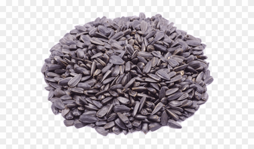 Free Png Download Sunflower Seed Png Png Images Background - Sunflower Seed Clipart #1060076