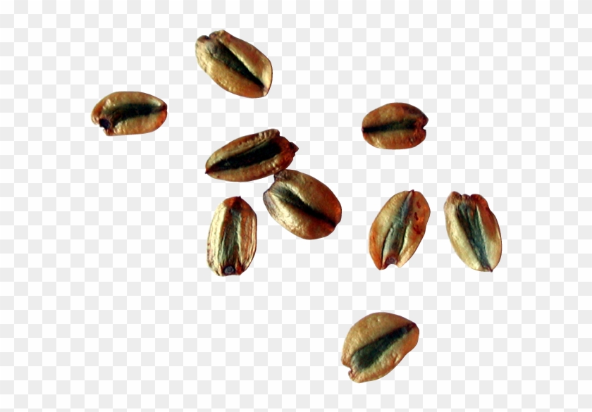 Seeds Png - Seed Clipart #1060143