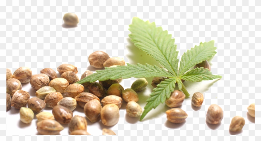 Hemp Seeds Png - Hemp Seed Png Clipart