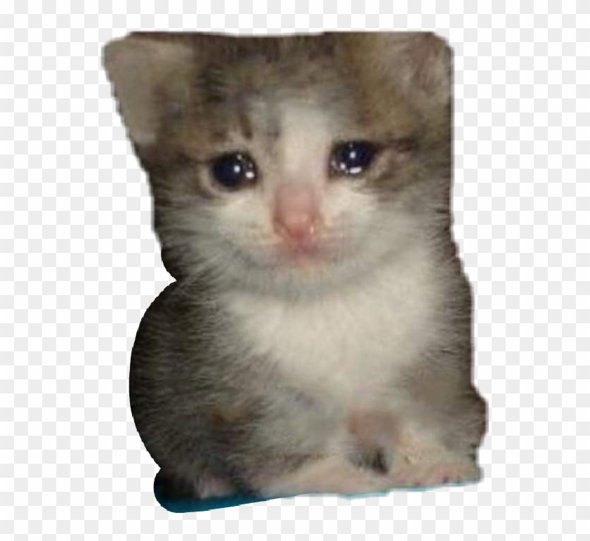 Crying Cat Meme Transparent - Crying Cat Meme Png Clipart #1060552