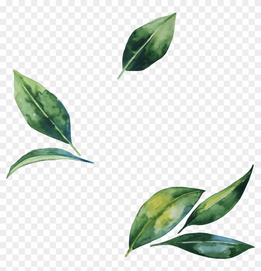 Watercolor Leaves Png Transparent Image - Watercolor Leaves Png Transparent Clipart #1060623