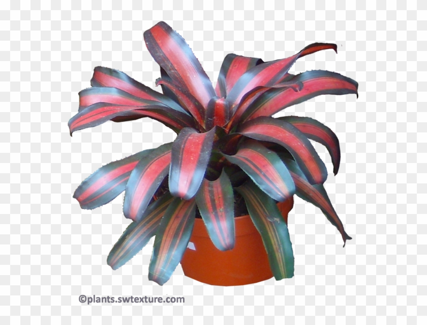 Monday, September 4, - Neoregelia Png Clipart