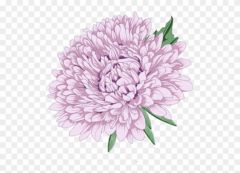 555 X 574 7 - Peony Chrysanthemum Clipart