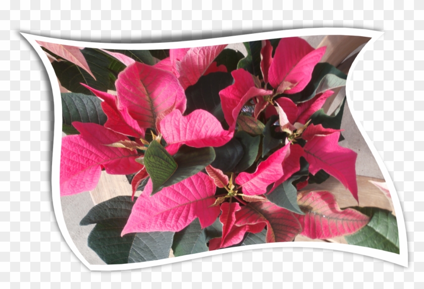 Country Colors Poinsettia For The Holidayswavy - Bougainvillea Clipart #1062389