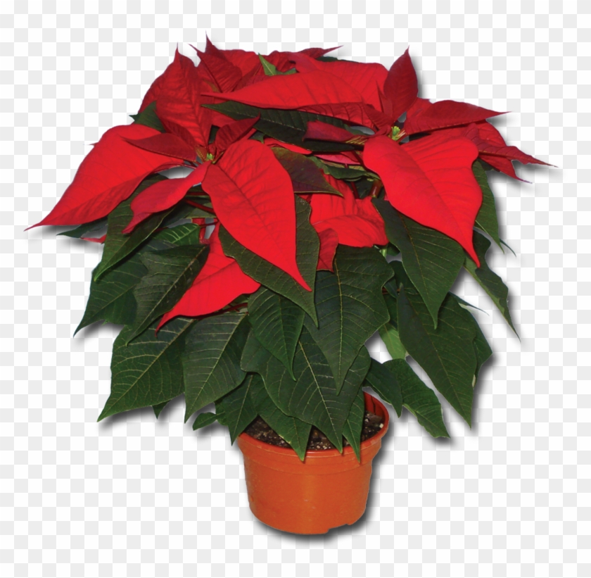 Centra Irish Grown Poinsettia 1pce - Flowerpot Clipart