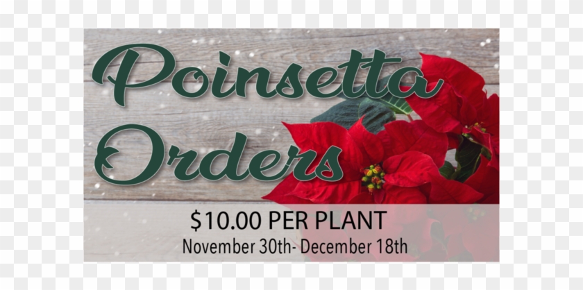 Poinsettia Clipart