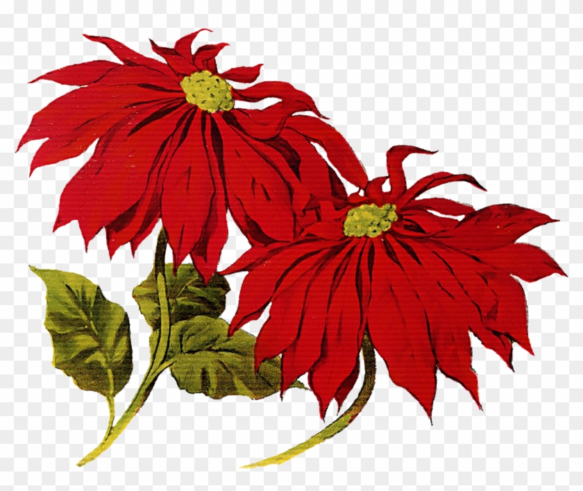 Poinsettia Cliparts - Png Download
