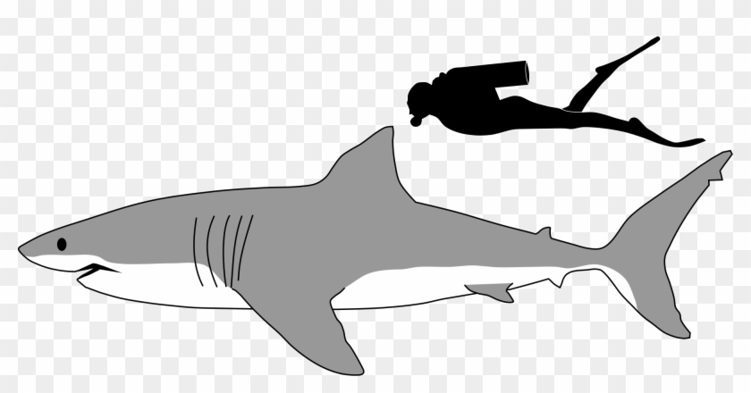 Great White Shark Size Comparison - Shark Side View Drawing Clipart