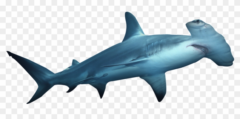 995 X 416 6 0 - Hammerhead Png Clipart #1065124