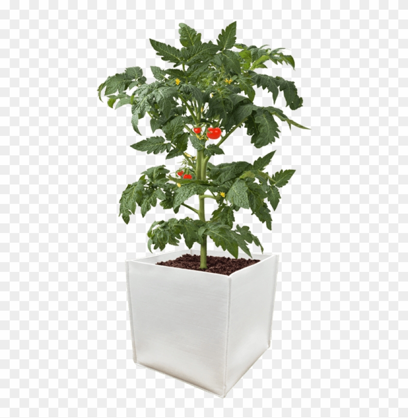 Durapot Grow Pot - Tomato In Pot Png Clipart #1066349