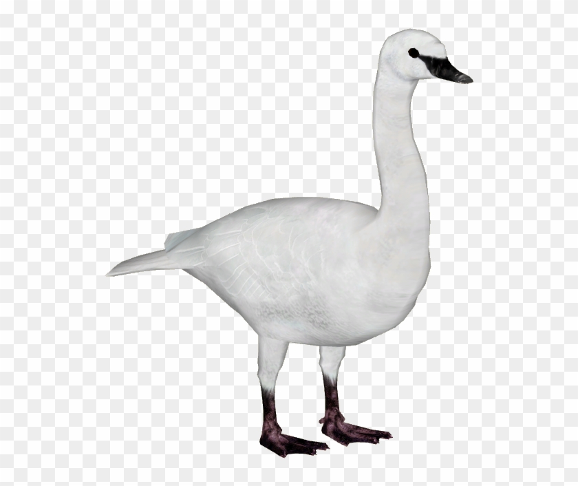 Zoo Tycoon 2 Goose Download , Png Download Clipart #1067865