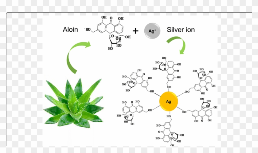 The Chemistry Involved In The Synthesis Of Agnp Using - Synthesis Of Silver Nanoparticles From Aloe Vera Clipart #1068196
