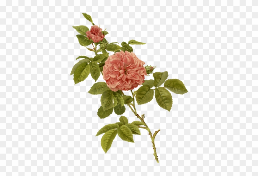 Rose - Portable Network Graphics Clipart #1068280