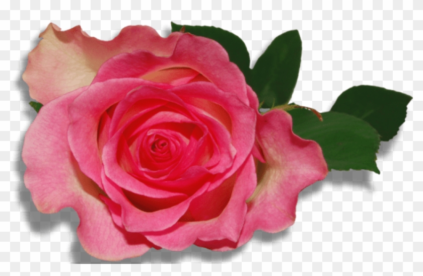 Free Png Large Nature Rose Png Images Transparent - Buongiorno Buon Lunedì Immagini Nuove Clipart #1068324