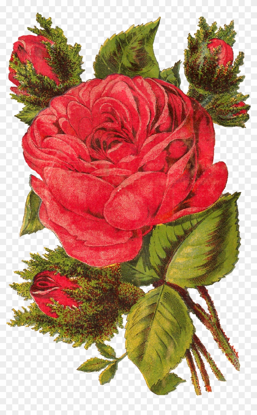 Free Red Rose Digital Clip Art Seed Catalog Banner - Rose Artwork - Png Download