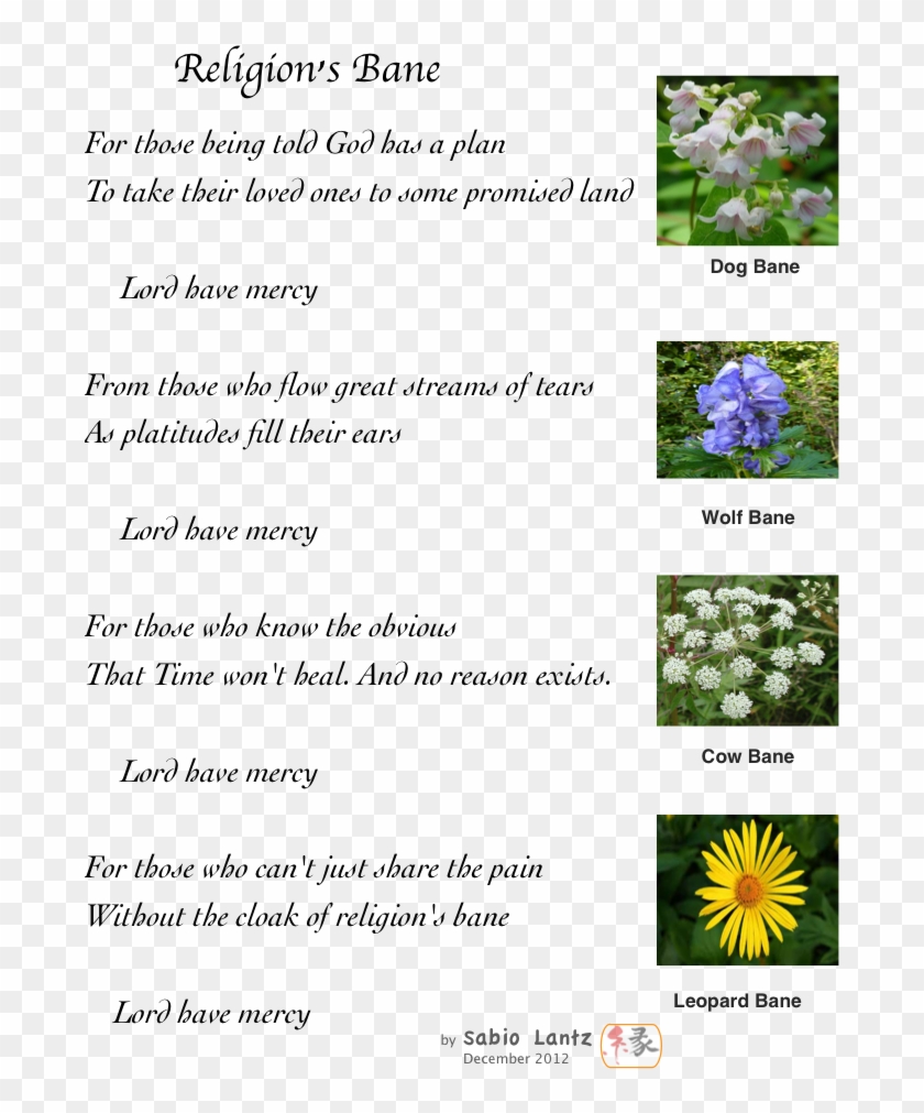 Religion's Bane - Water Hemlock Identification Clipart #1069376