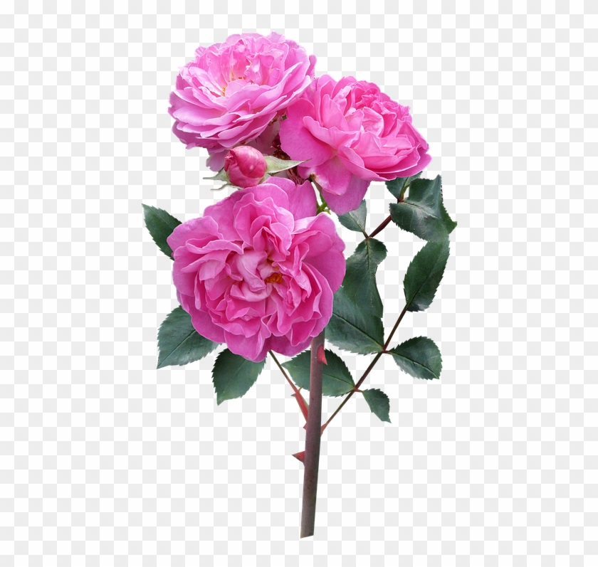 Rose, Flower, Stem Deep Pink Blooms - Rose I Flower Clipart #1069929