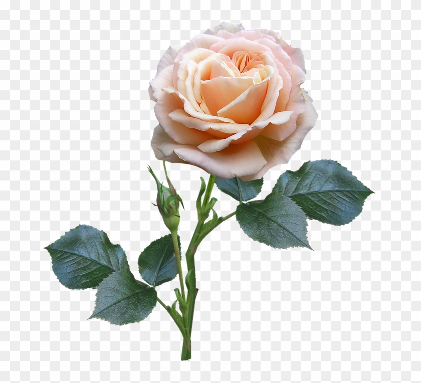 Rose Stem Leaves Bud - Flower With Stem And Leaves Clipart