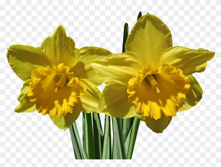 Daffodils, Flower, Stems, Garden, Nature, Spring - Daffodil Clipart