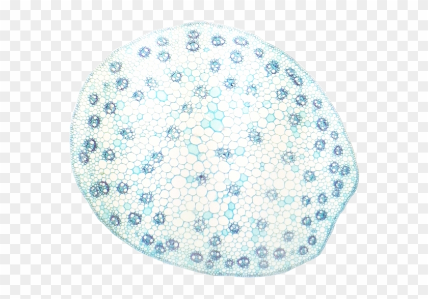 Botana Curus Monocot Stem 40× - Xylem And Phloem Are Scattered Clipart