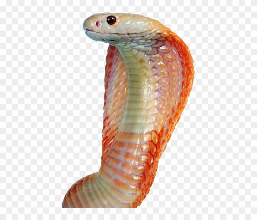 Free Png Image - Snakes Clipart