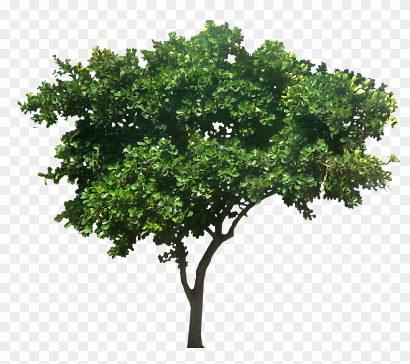 Ficus Triangularis - Mango Tree Png Clipart