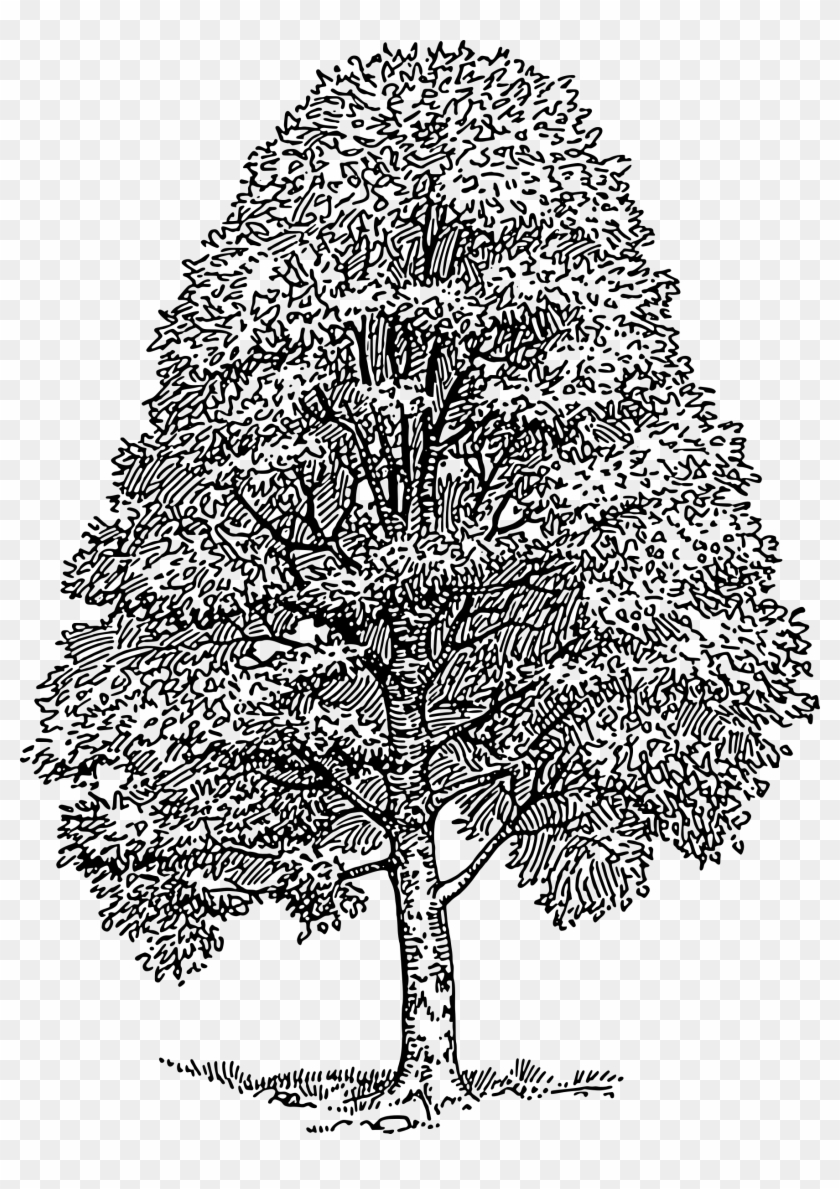 Big Image - Drawing Of Cedar Tree Clipart