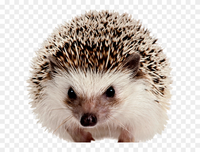 Hedgehog Png - Mammals On White Background Clipart #1071935